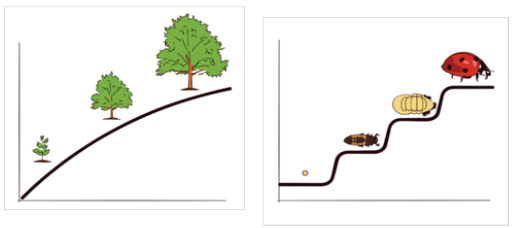 Two line graphs side-by-side: On the left, the graph shows the development of a small tree to a big tree on a slightly curved line going up; On the right, the graph shows the development of a ladybug from eggs, larva, pupa, to adult on a curly line going up.